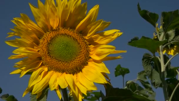 Girasol amarillo sobre fondo azul del cielo — Vídeos de Stock