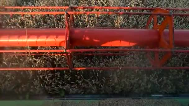 Combine harvester treshing wheat cutterbars view — Stock Video