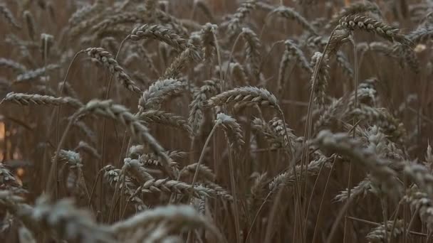 小麦の穂をクローズ アップ — ストック動画