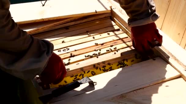 Власник бджіл отримує медову рамку від доказів — стокове відео