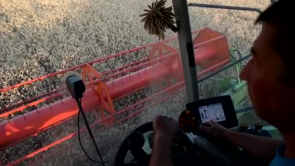 El hombre trilla vista de trigo desde la cabina de la cosechadora — Vídeos de Stock