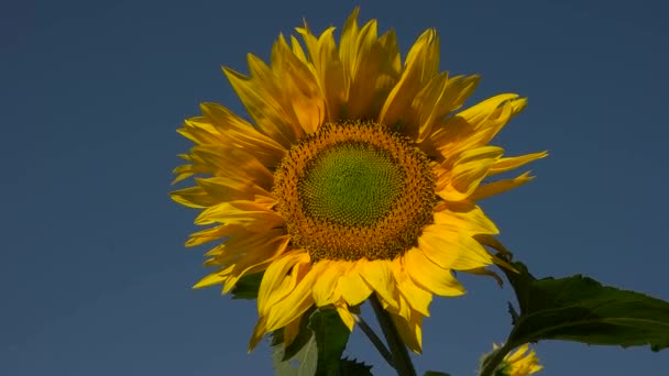 Yellow sunflower on blue sky background — Stock Video