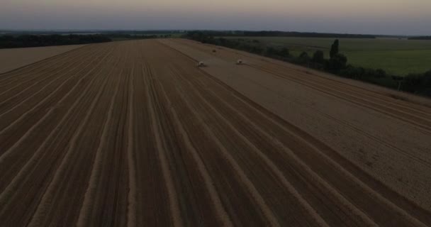 Harvesters tresh wheat aerial view — Stock Video