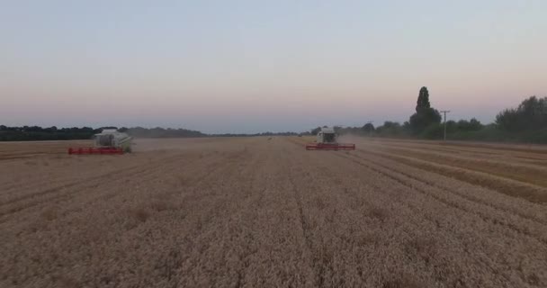 Harvesters tresh wheat at sunset — Stock Video