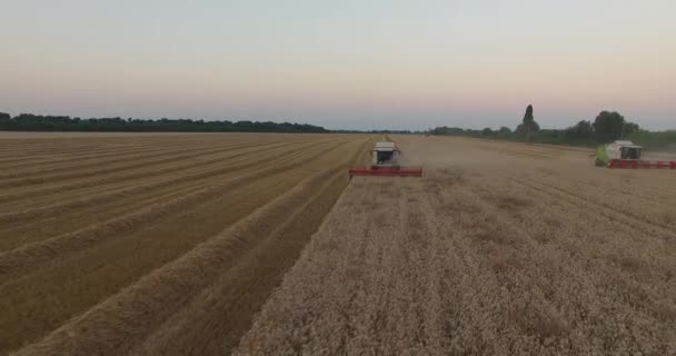 Сборщики свежей пшеницы на закате — стоковое видео