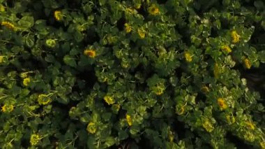 Ayçiçeği Üstten Görünüm alanı