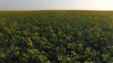 Ayçiçeği alanın üzerine sinek