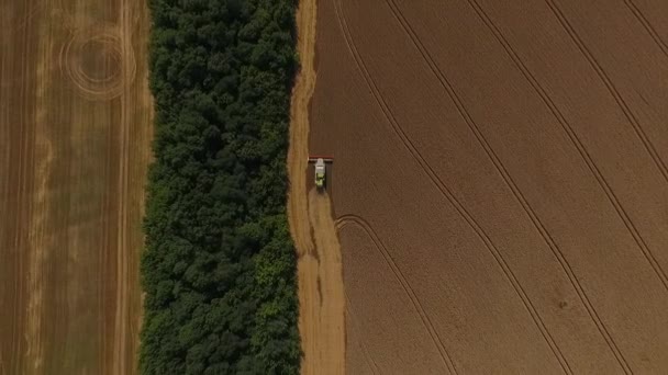 Harvester threshing wheat aerial shoot — Stock Video