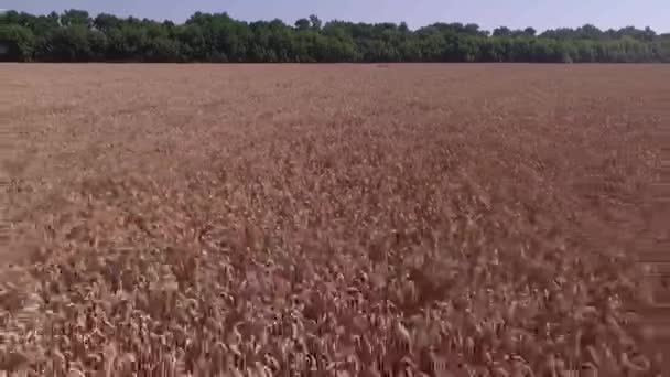 El campo de trigo maduro — Vídeo de stock