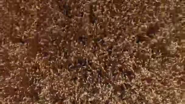 Field of ripe wheat aerial shoot — Stock Video