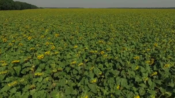 Campo de girasoles en un día soleado — Vídeos de Stock