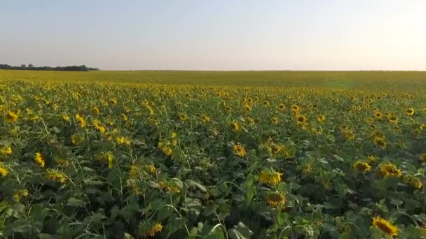 Постріл над полем соняшників — стокове відео