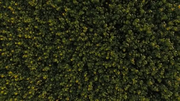 Bir alan ayçiçeği havadan görünümü — Stok video