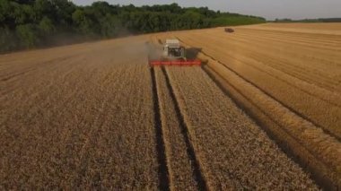 altın buğday günbatımında Harman combaine hasat