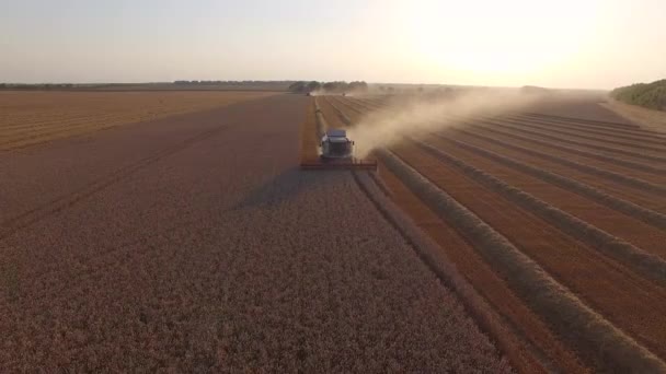 일몰에서 밀을 타 작 하는 수확기 — 비디오
