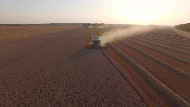 Moissonneuse battant le blé au coucher du soleil — Video