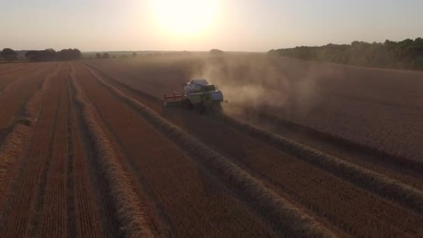 Harvester threshing wheat and become dusty — Stock Video