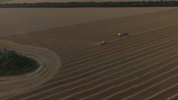 Комбайны и грузовики на пшеничном поле с воздуха — стоковое видео