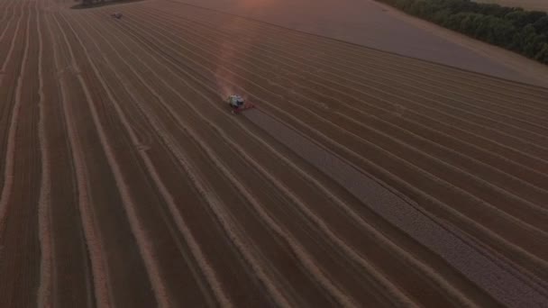 Combaines threshing wheat at sunset — Stock Video