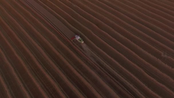 Combaines threshing wheat field at sunset — Stock Video