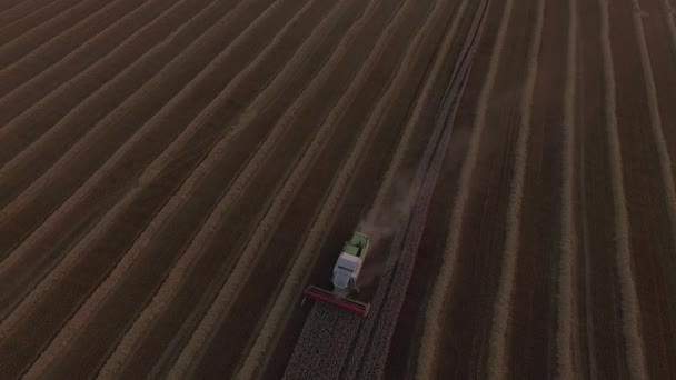 Combinaciones trillando trigo al atardecer — Vídeo de stock