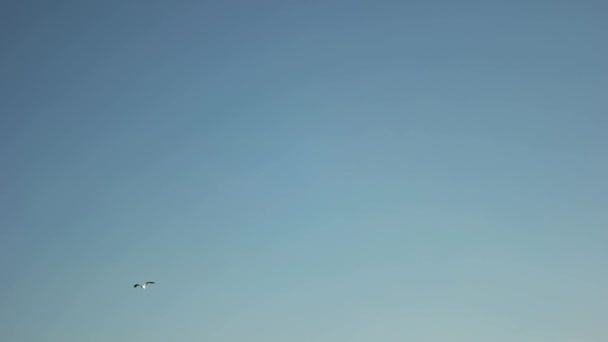 Mouette vole sur le fond bleu ciel — Video