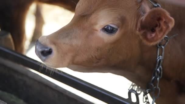 Ein schönes Kalb auf dem Bauernhof — Stockvideo