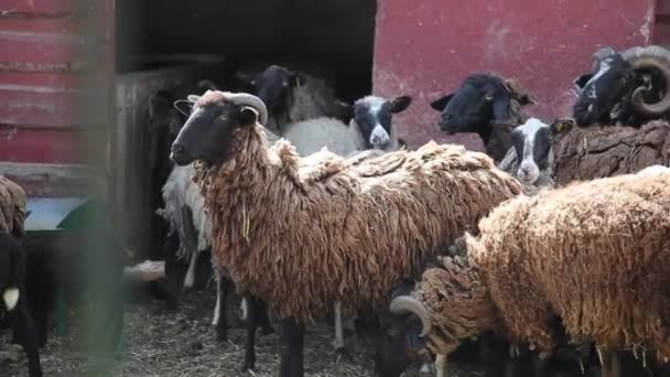 Rebaño de ovejas en una granja — Vídeo de stock