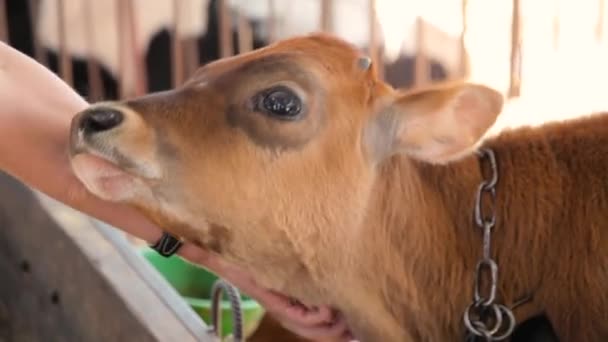 Mann streichelt ein Kalb auf dem Bauernhof — Stockvideo