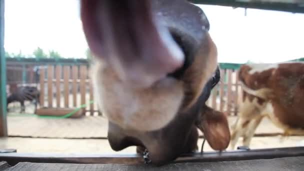 Cow tungan slickar nära — Stockvideo