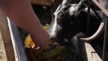 çiftlikte kabak yemek keçi