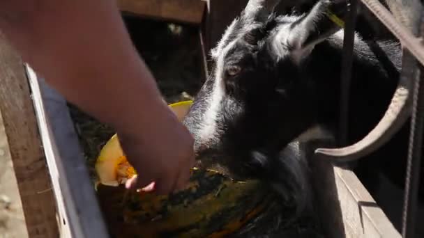 Cabra comendo abóbora na fazenda — Vídeo de Stock