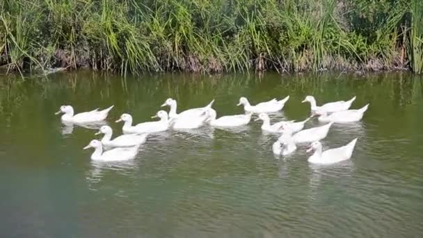 Troupeau d'oies sur une rivière — Video