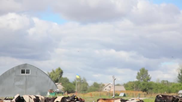 Beslag van koeien op de boerderij — Stockvideo