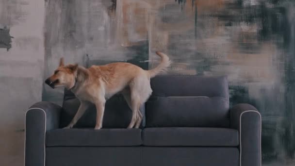 O cão sacode a pele no sofá — Vídeo de Stock