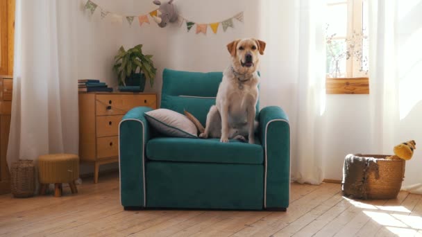 El perro se sienta en una silla y ladra — Vídeo de stock