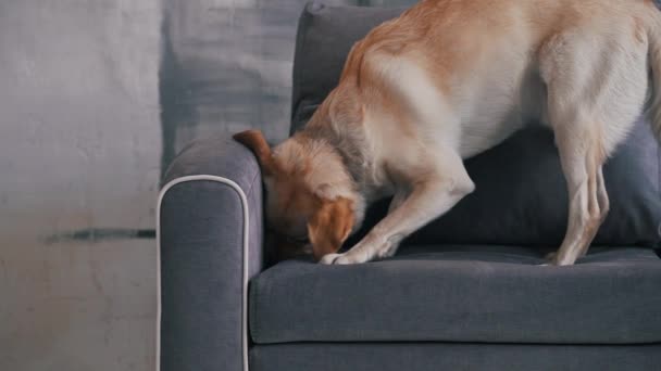 Hond knagen sofa close-up — Stockvideo