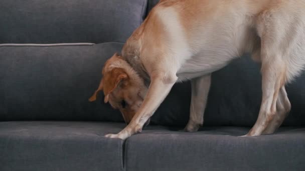 Labrador masticando en el sofá de cerca — Vídeos de Stock