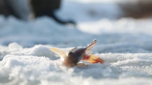 Levende vis gevangen in de sneeuw — Stockvideo