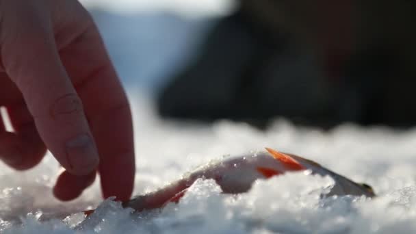 Pescado recién capturado del agujero en el hielo — Vídeo de stock