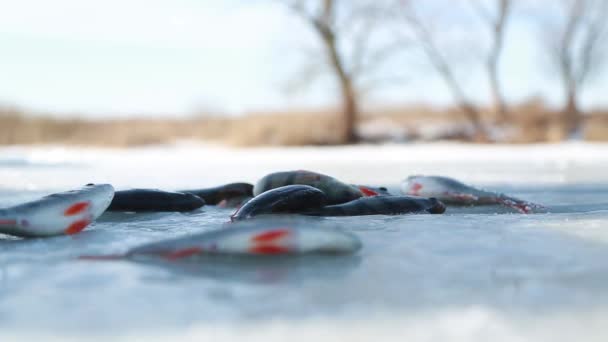 Muchos peces en el hielo — Vídeo de stock