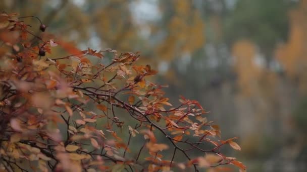 Árbol de otoño con hojas doradas de cerca — Vídeos de Stock