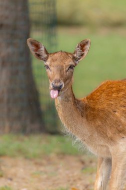 Genç geyik dilini şakayla uzatıyor.