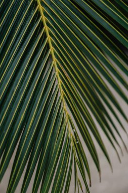 Yeşil palmiye yaprağı dokusunu kapat