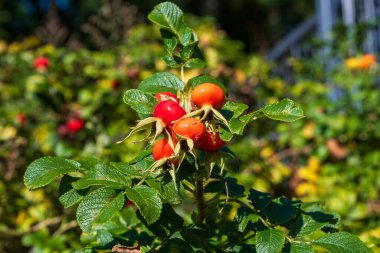Olgun kırmızı böğürtlenler yeşil yapraklarda yetişiyor