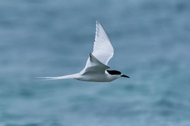 flying seagull in the sea, close up portrait 