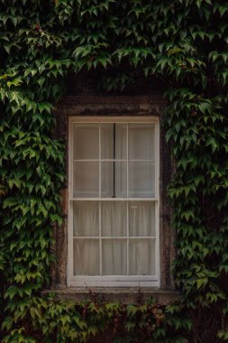 Yeşil sarmaşık yapraklarıyla çevrili pencere