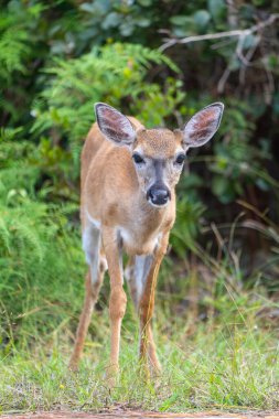 Ormandaki güzel geyiklerin yakın çekimi.