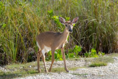 Uzun yeşil çimlerin yanında duran genç geyik