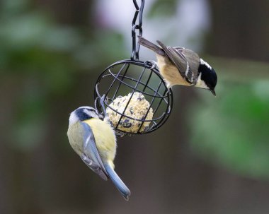 Asılı kuş yemliğinden beslenen iki kuş